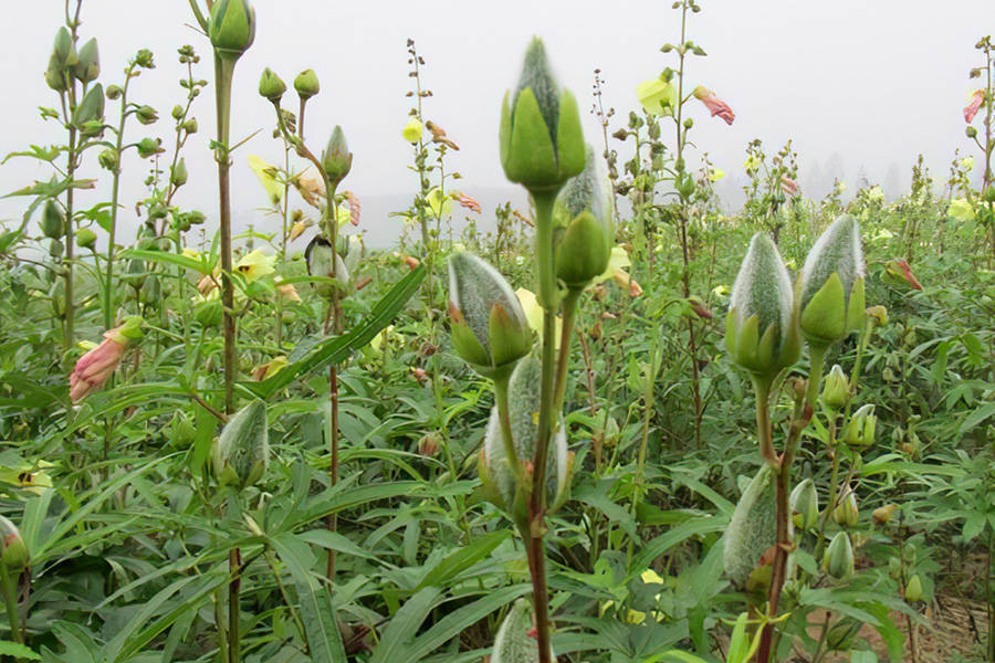 花大如碗又漂亮,因味道好吃成珍稀植物,以后见到别吃了,要珍惜_金花葵