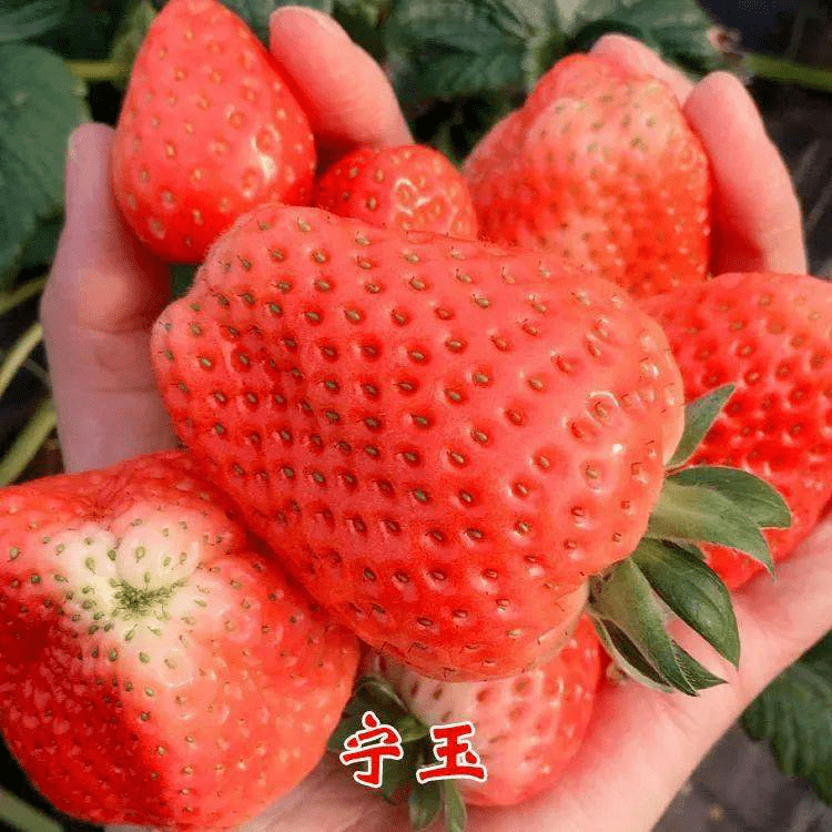 在四川种草莓选这些品种,种得出,就卖得掉!多个地区可