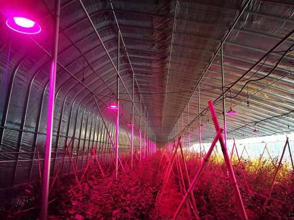 果实类的作物使用哪种光谱的植物补光灯效果比较好?