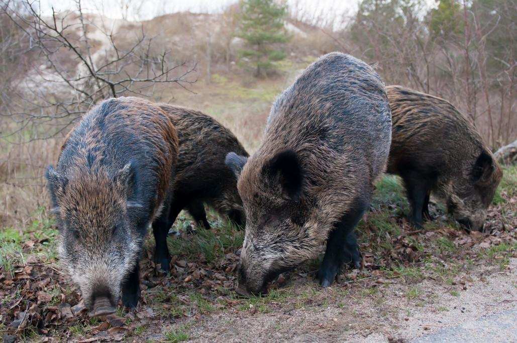 原创日本30000头野猪泛滥却无人敢吃赏金猎人依靠杀猪成百万富翁