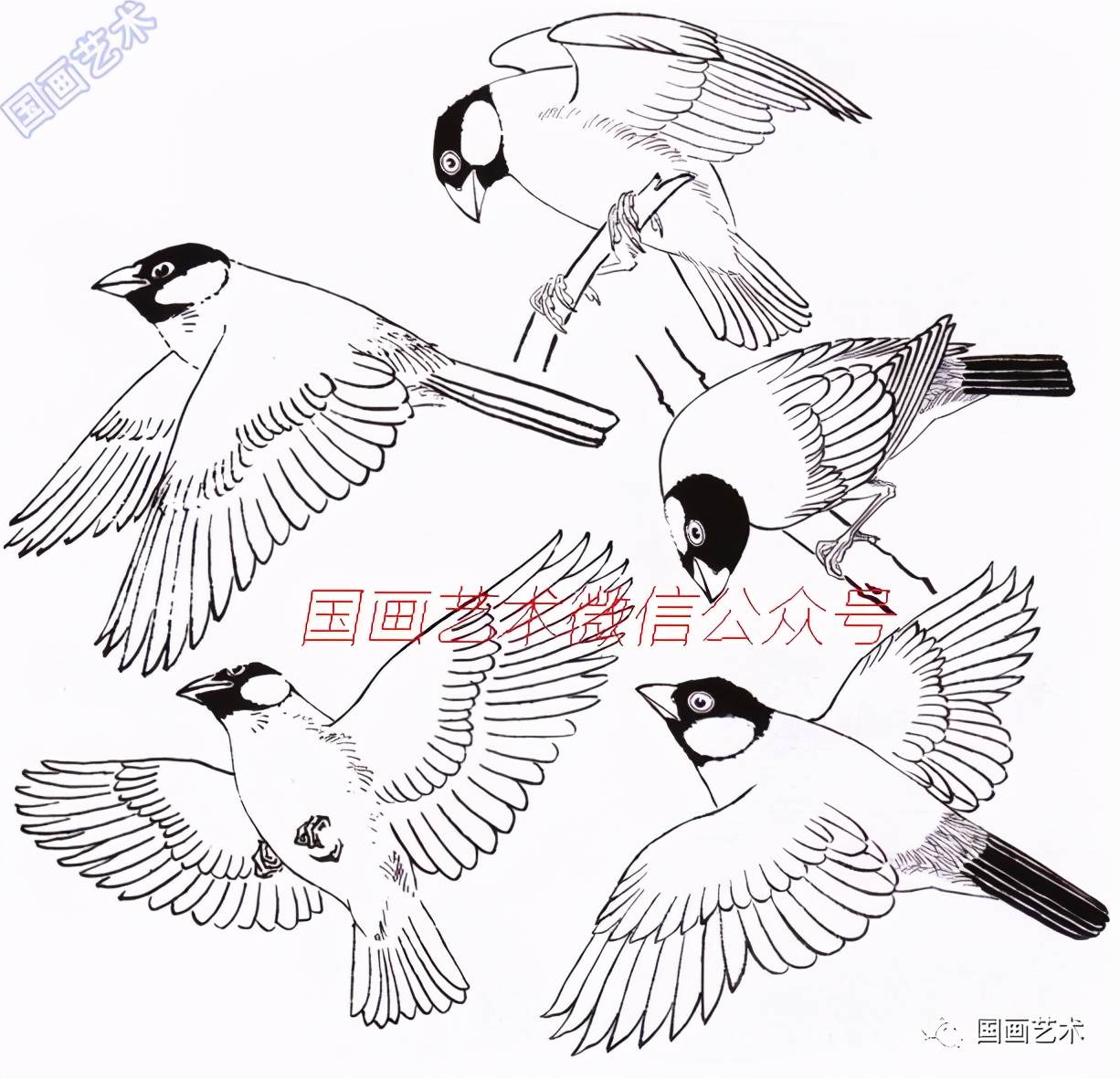 图文教程:一学就会画灰文鸟