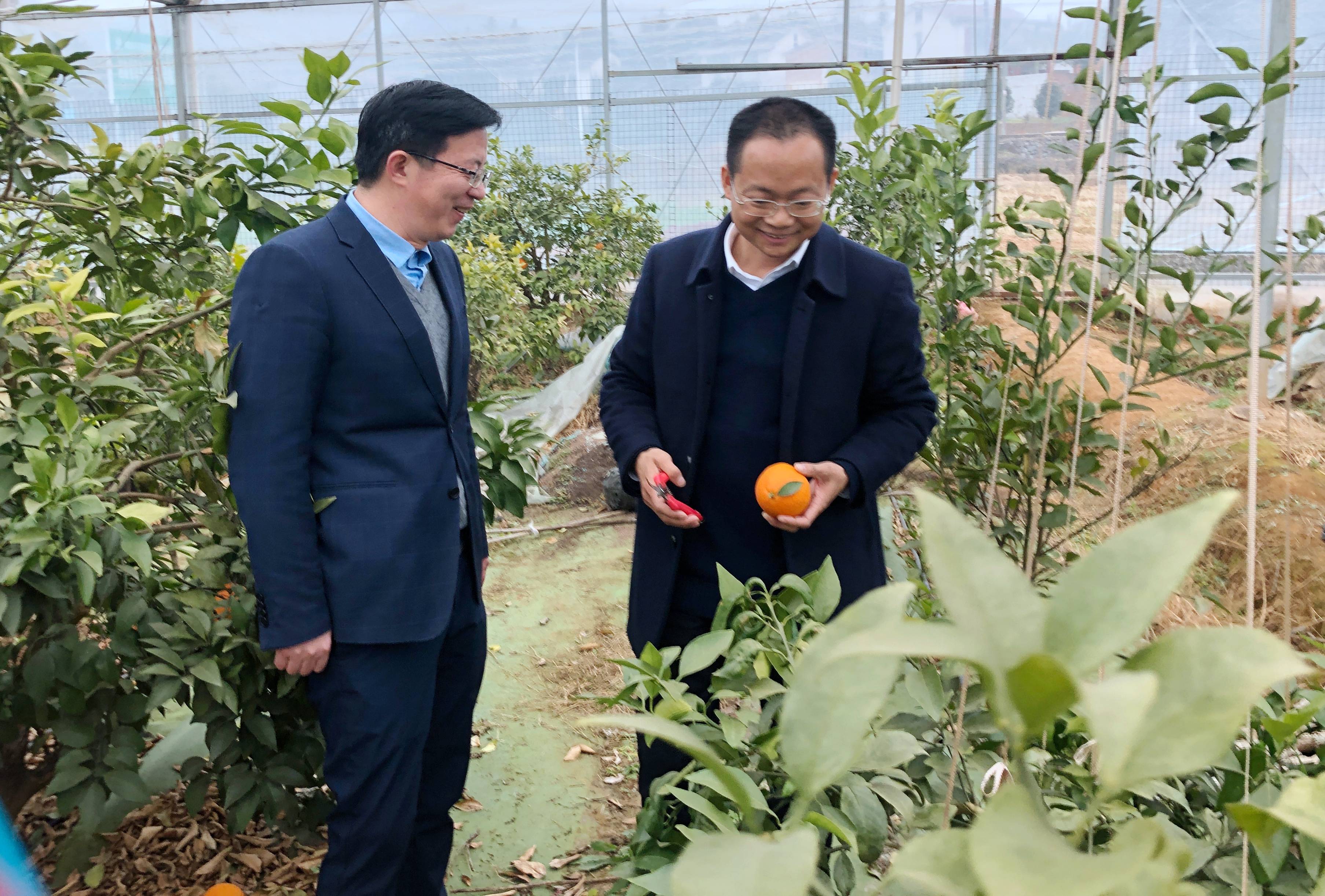 湘赣红为湘南红插上翅膀助力企业腾飞—王坤球副市长调研湘南红