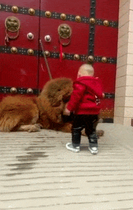 原创妈妈让藏獒陪宝宝玩宝宝用巴掌打狗真的太不负责了