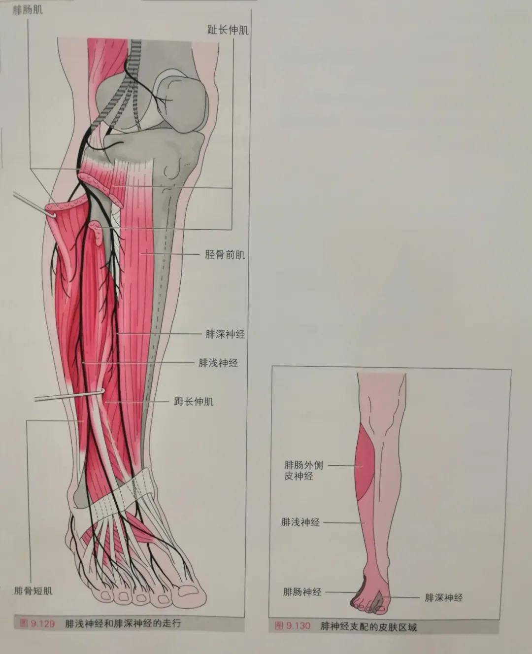 股后部肌支支配大腿后群肌,于腘窝上方分为腓总神经和胫神经.