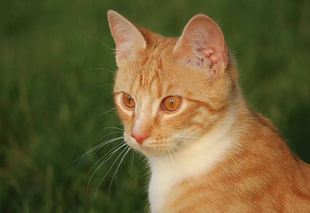 原创猫咪耳朵脏的特别快怎么回事是不是要和人一样定期掏耳朵