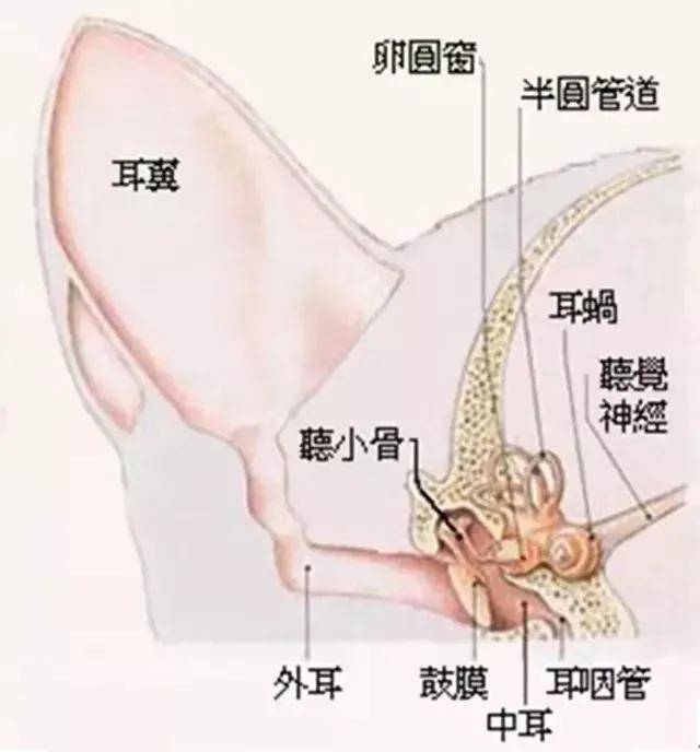 猫咪耳朵脏的特别快,怎么回事?是不是要和人一样定期掏耳朵?