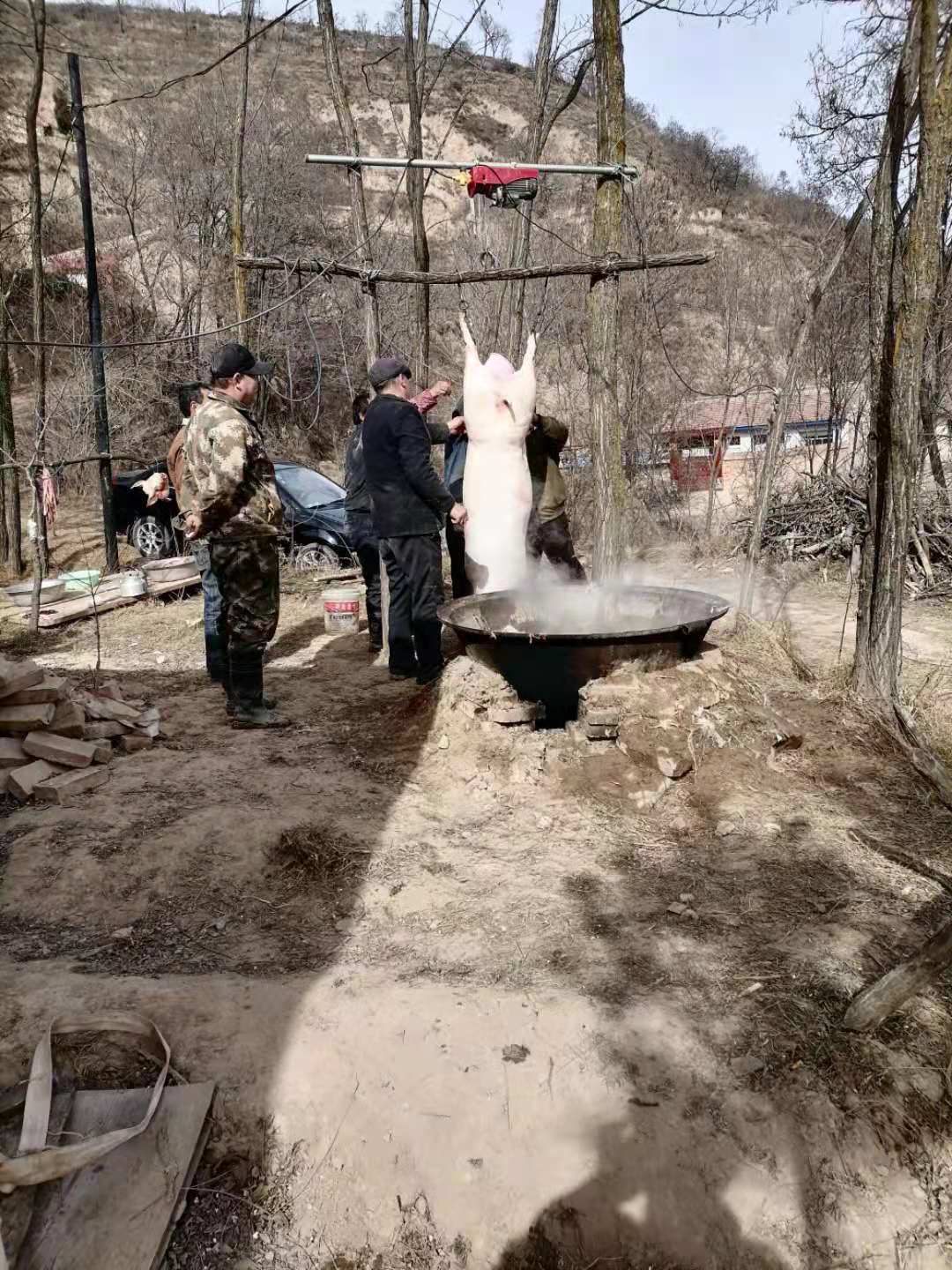 春节临近农村养猪的农户开始杀猪了