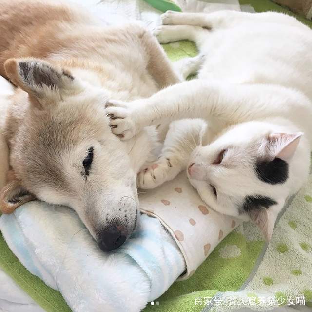 猫咪全天24小时照顾老年痴呆症的狗,彼此依赖扶持可爱