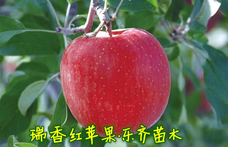 c成熟的瑞香红苹果