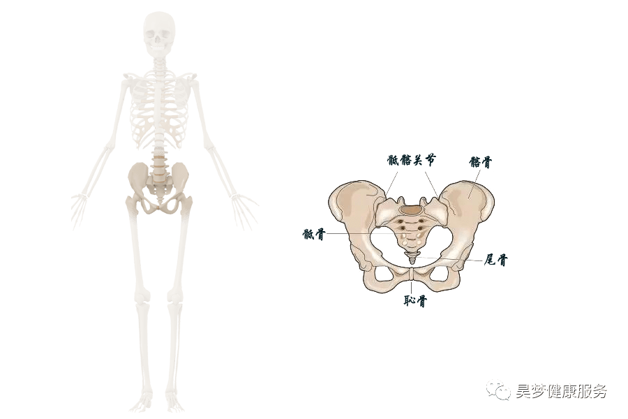 连载十三了解人体的地平面骨盆第一篇骨盆的构造