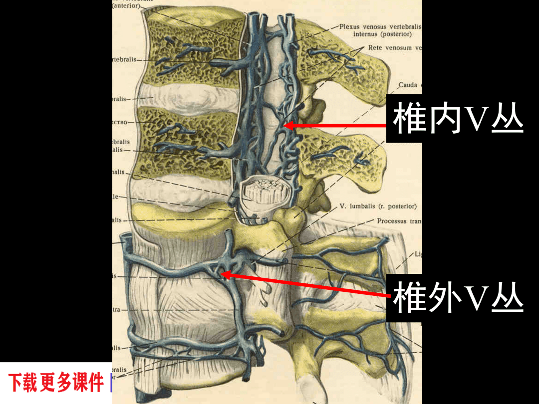 椎管解剖腰麻骶管麻醉基础