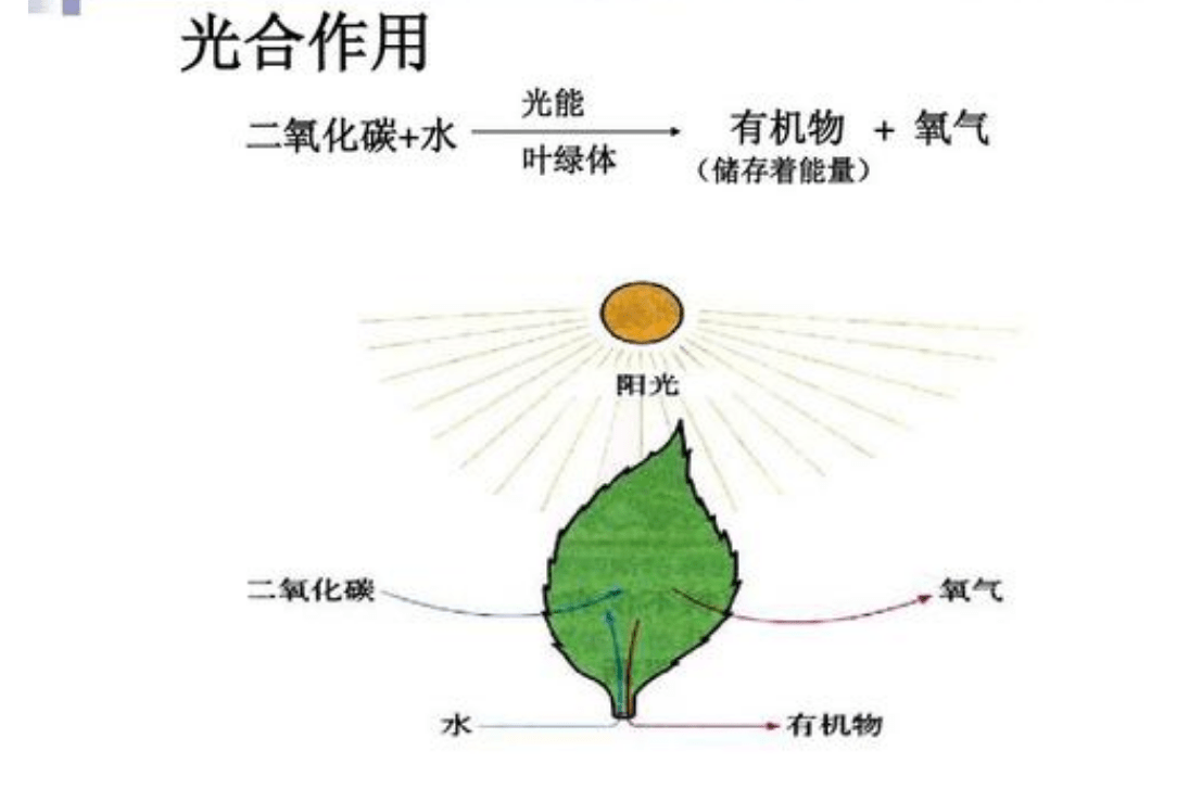 光合作用是一个光生物化学反应!光对"有机物"的影响极大!