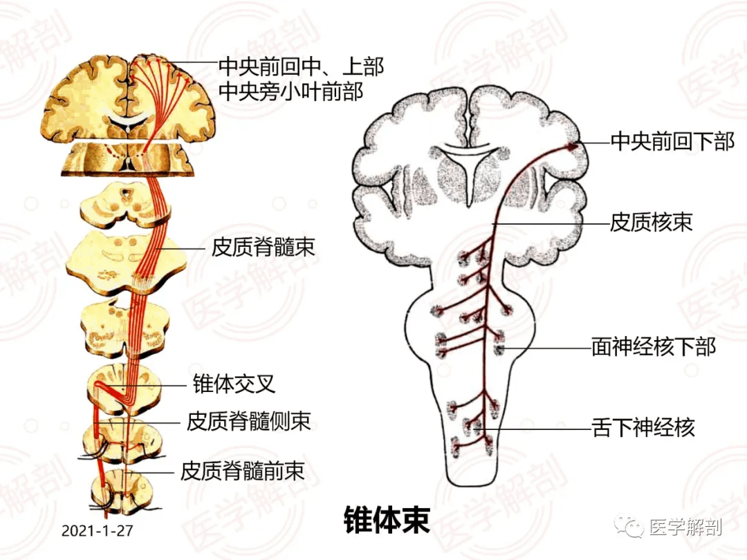 脑干解剖及相关临床综合征