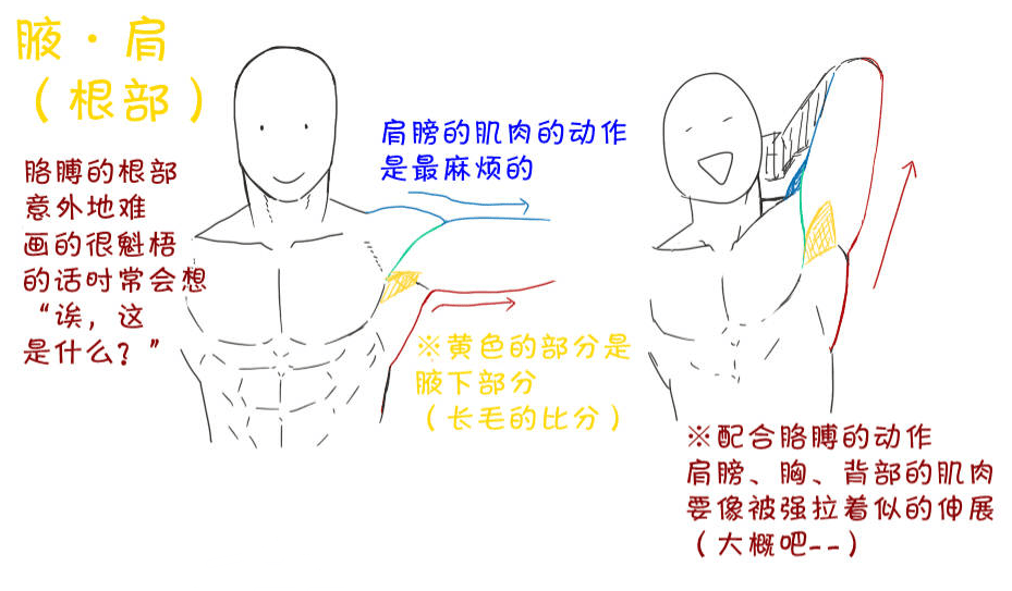 原创新手人物肌肉该怎么画各种人体肌肉画法汇总