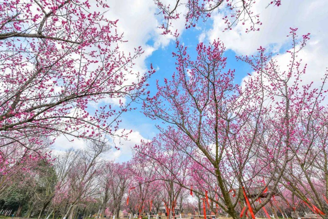 秀丽东方因梅花闻名,这里的梅花体量规格是望江楼公园,杜甫草堂,人民