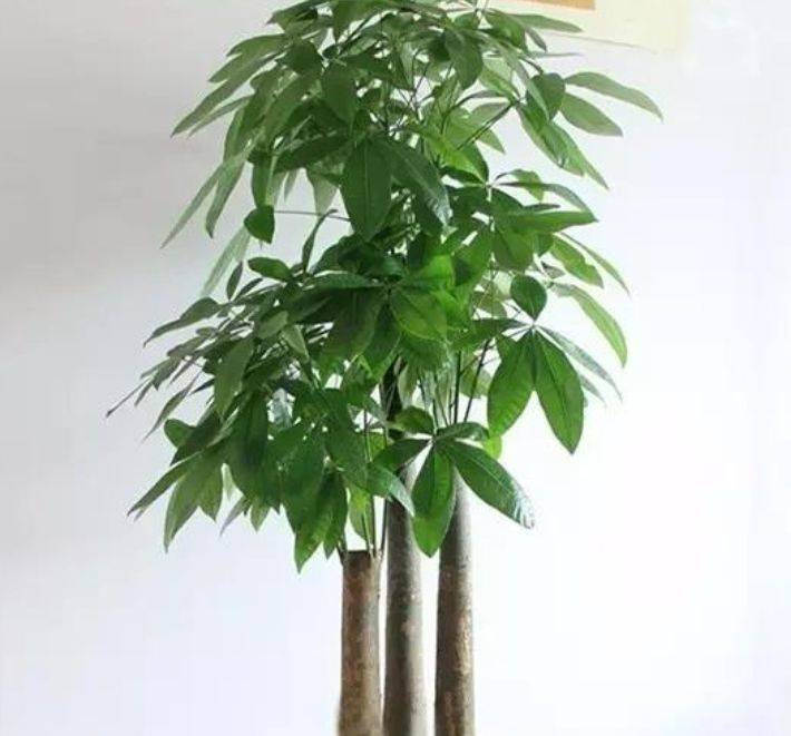 家养4种好运花,寓意鸿运当头,大展宏图,财源广进