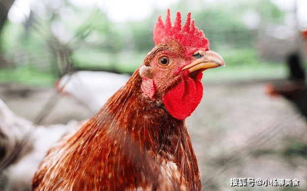 鸡身上这几个部位,尽量少吃,多数人可能还不清楚,不妨看看!