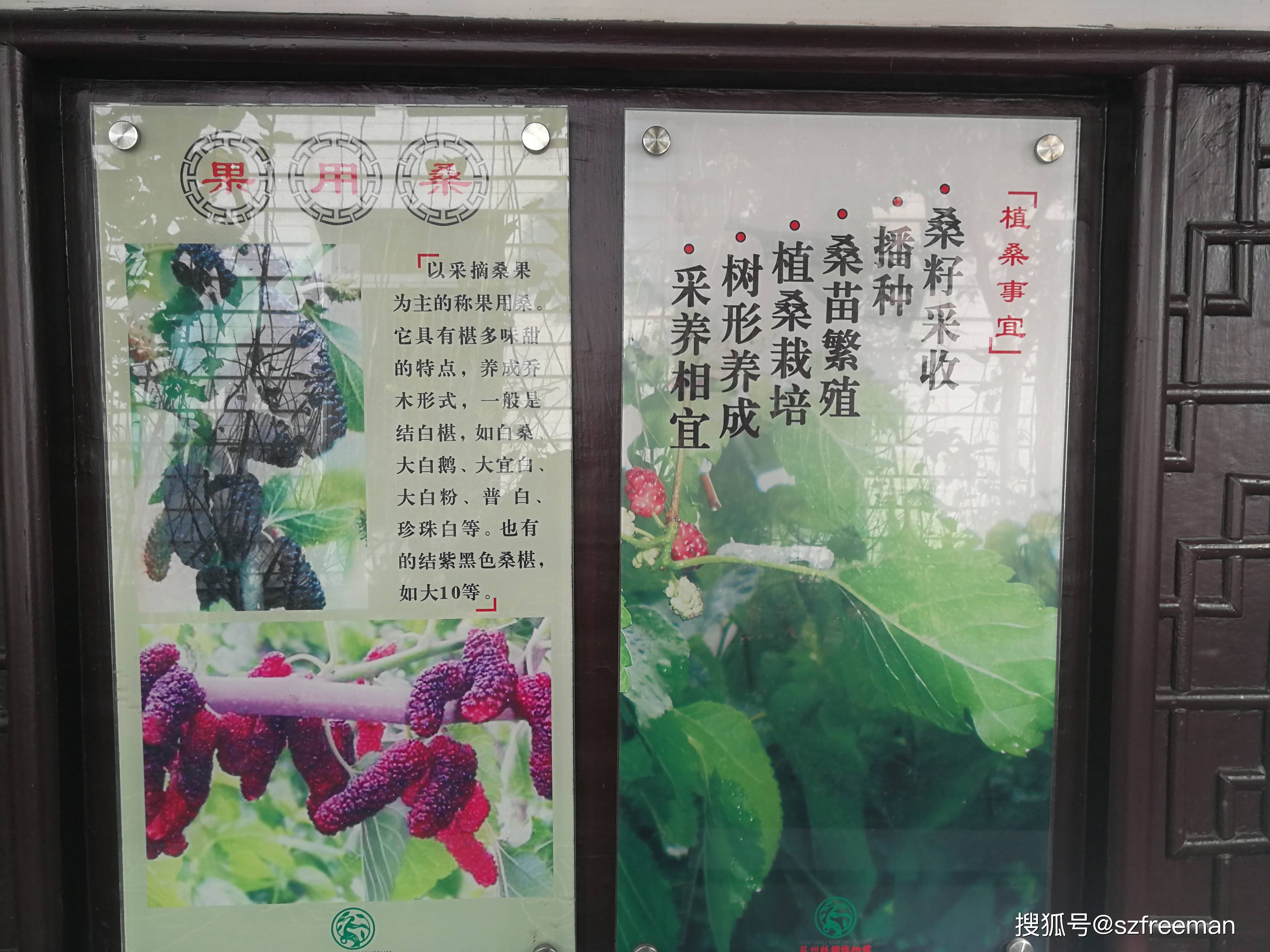 游丝绸博物馆,回忆似曾相识的采桑养蚕
