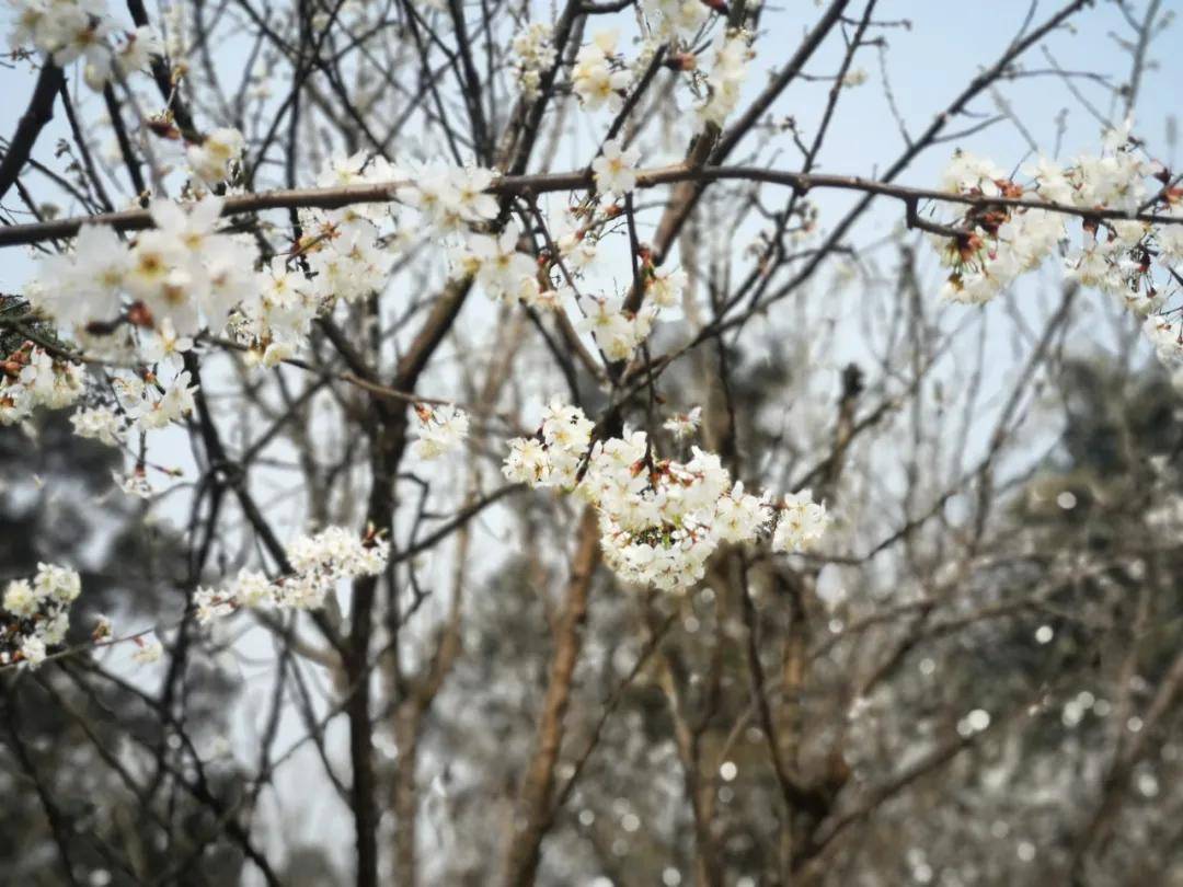 樱桃花开报春归,春意阑珊赏花时_蒲江县