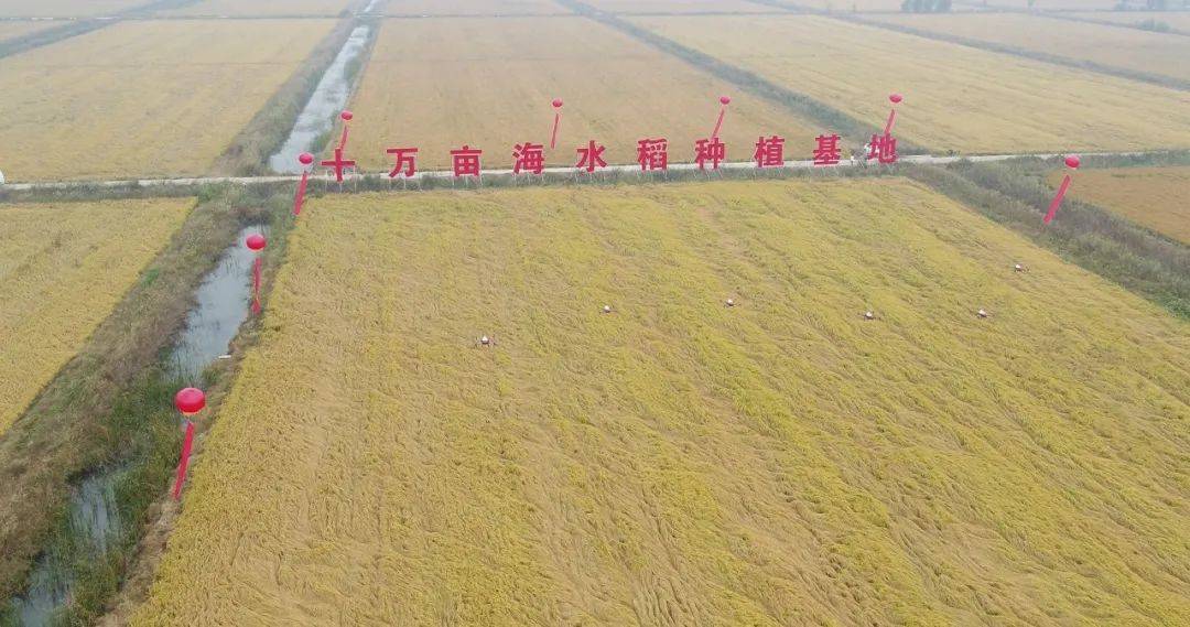 潍坊十万亩海水稻种植基地随着海水稻产业生态战略合作方的共同