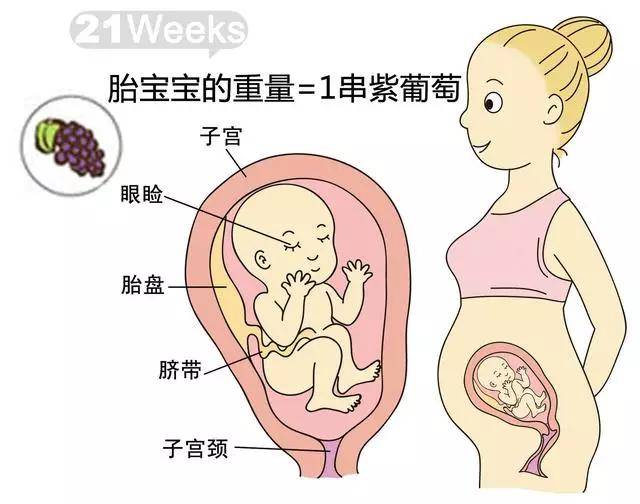 孕期1-40周,胎儿到底有多大?