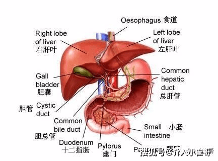 小崔哥为您讲解肝脏解剖位置