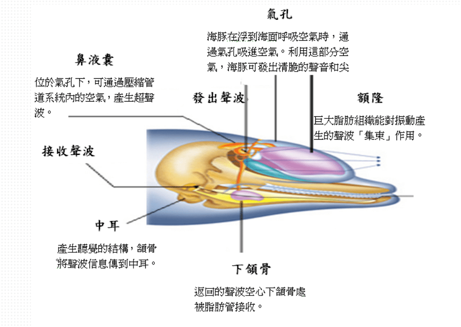 蓝鲸的声音变得日益低沉,科学家研究50年,至今未弄明白真相