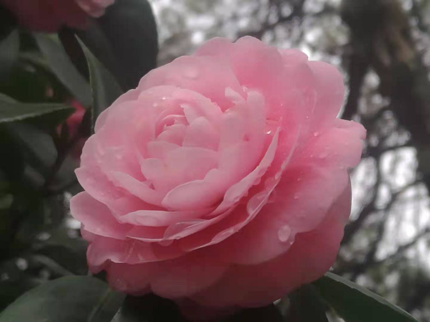 春雨过后茶花娇艳欲滴