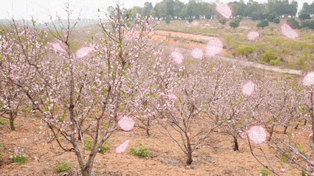 香约圣水湖 醉美桃花岛 重庆永川五间镇圣水湖桃花