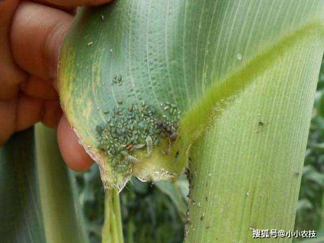 玉米种植技术:什么是玉米"三比空"种植?