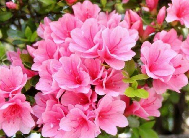杜鹃花被称为"花中西施",是我国十大名花之一,也是世界上著名的花卉