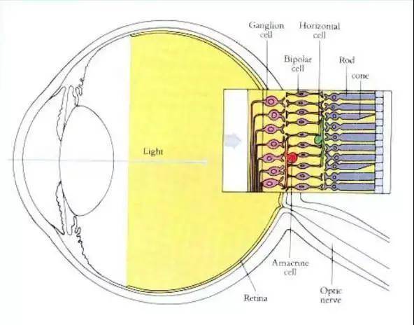 视网膜上存在两类细胞,即视杆细胞和视锥细胞.