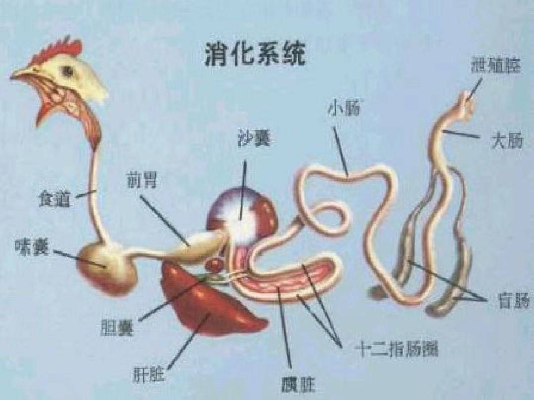 鸡的解剖图及各器官常见病图解分析