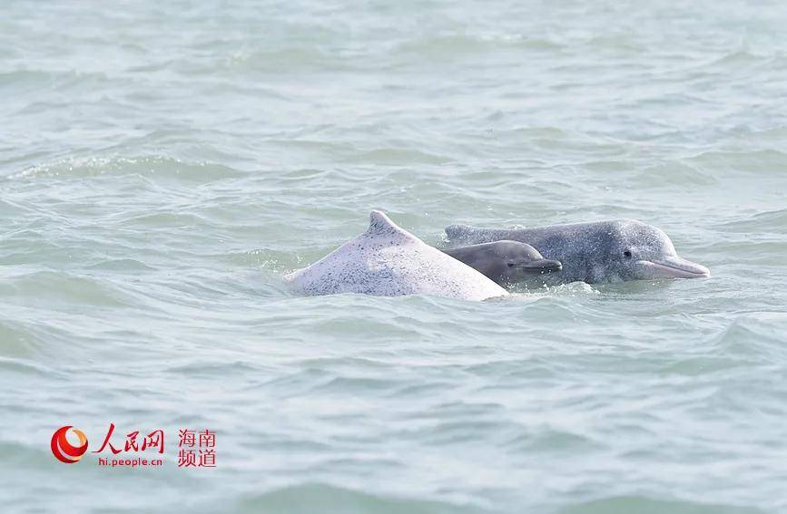 多图实拍!中华白海豚现身海南