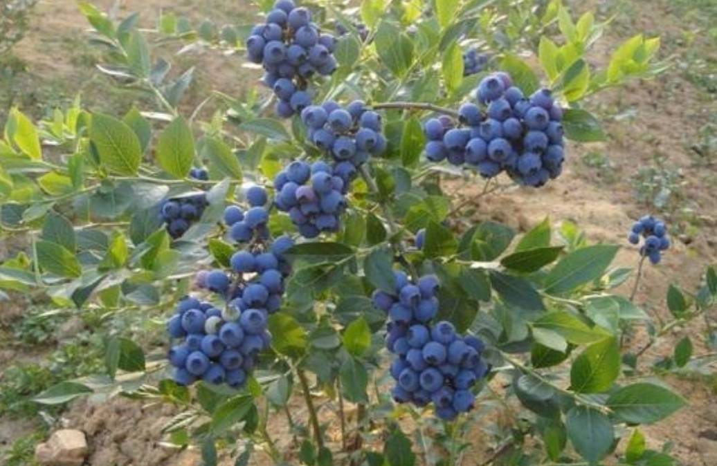 原创院子里也能栽蓝莓树,挂果后漂亮又美观,还能吃蓝莓果
