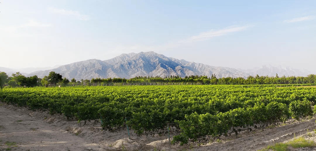 昔日戈壁滩今日金沙滩宁夏贺兰山东麓葡萄酒产区破壁出圈