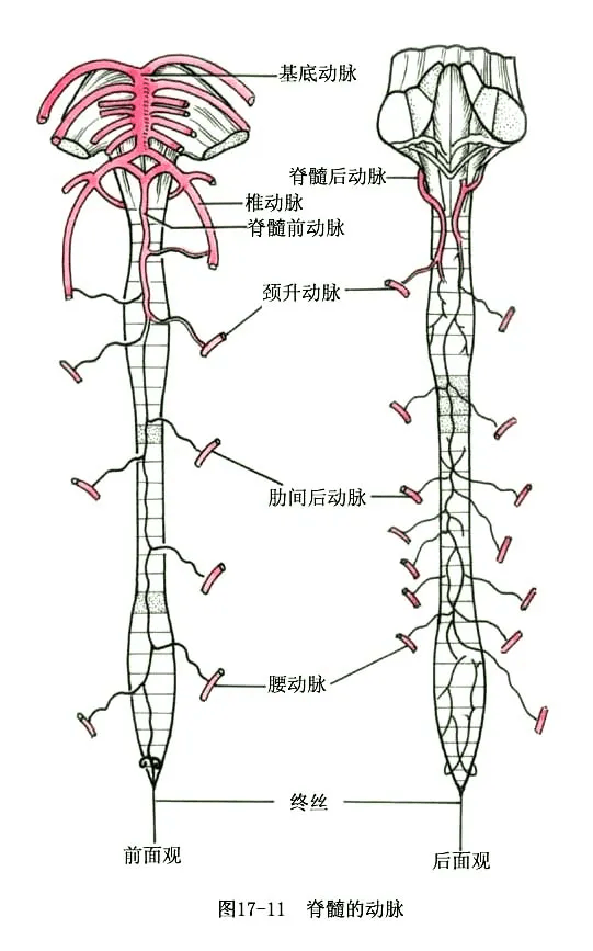 系统解剖线条绘图脑脊髓的被膜和血管