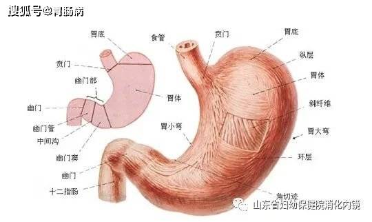 (胃解剖图) 02 同样都是溃疡,为什么治疗疗程却不一样?