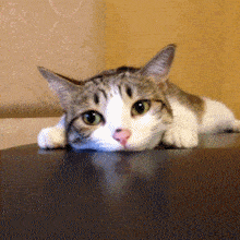 220_220gif 动态图 动图