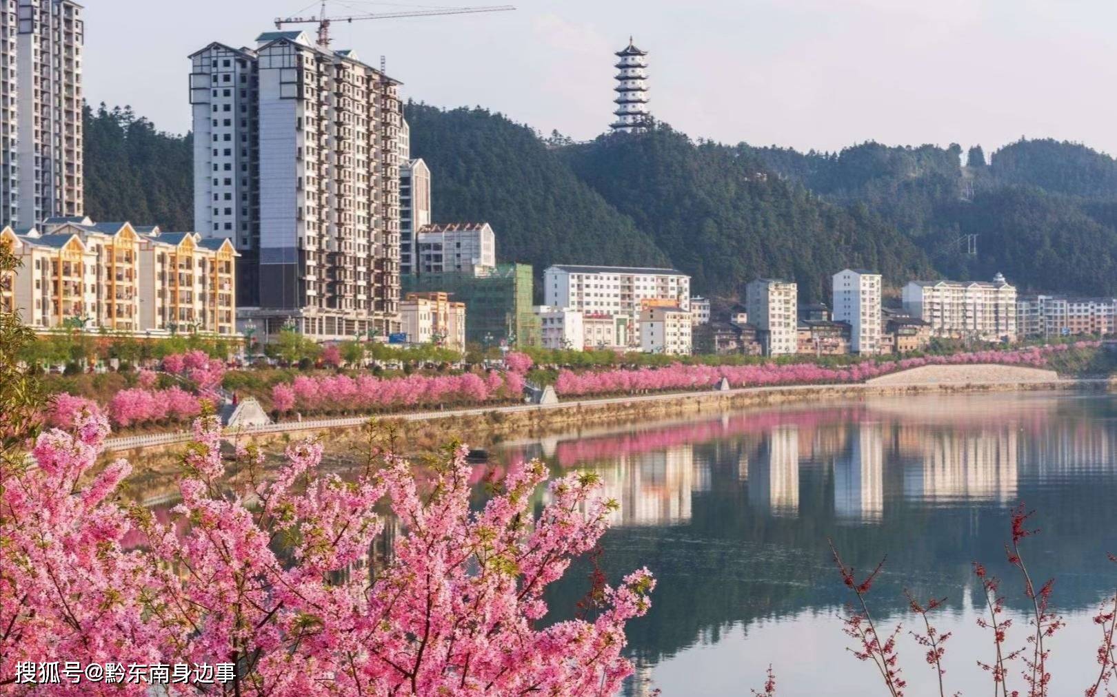 贵州锦屏县三江六岸的樱花开了,游人如织