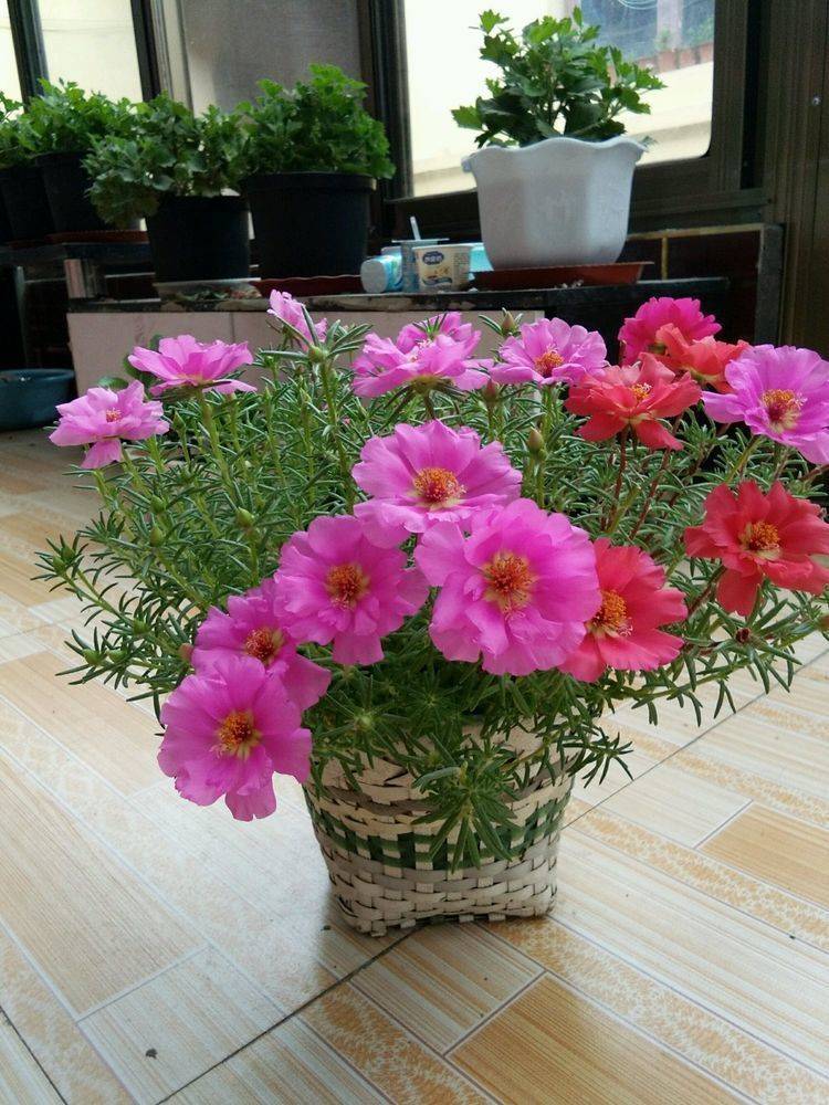 几种花卉好养又漂亮,花朵大花期长,红红火火好运来