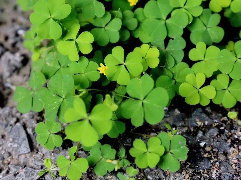 原创野外见到这种"心形小草",请拿袋子装些回家,它的价值不一般