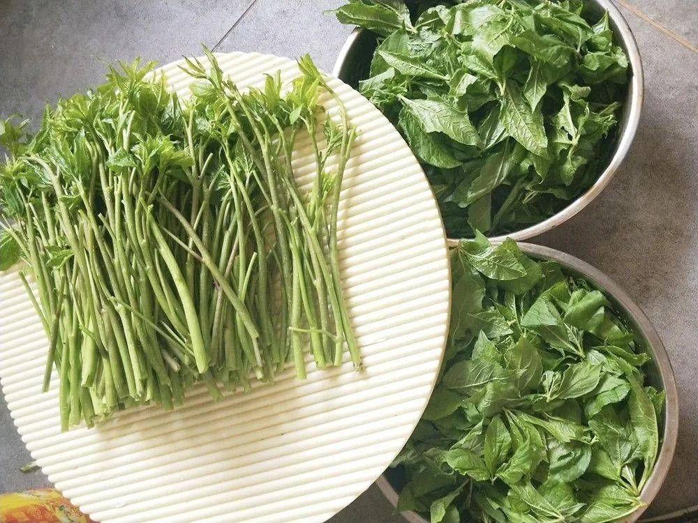 原创这种带刺野菜,苦中回甘,每年春天满山找,值得我们认识