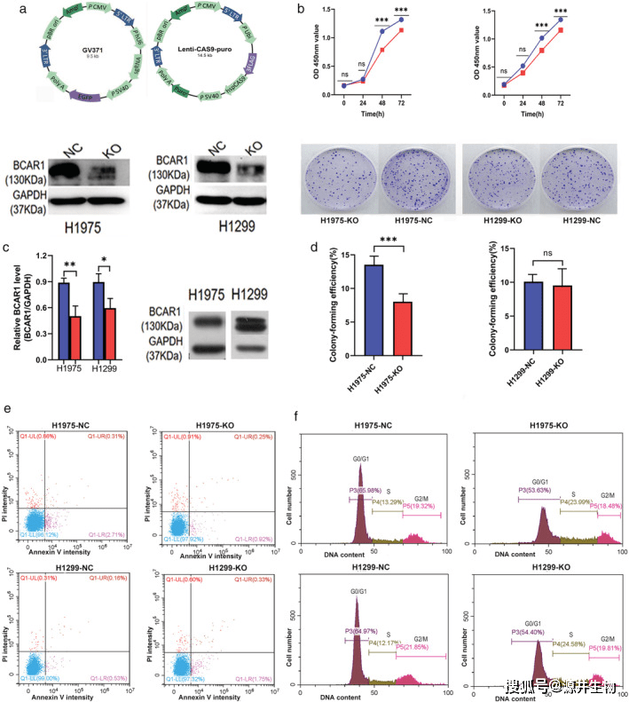 图1 bcar1敲除后h1975和h1299细胞的细胞增殖,集落形成,凋亡和细胞