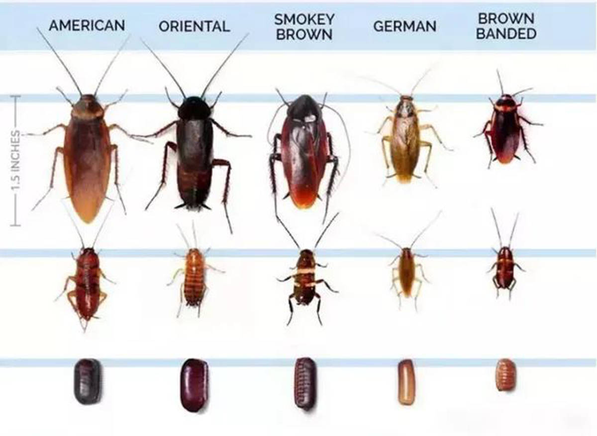 身上携带50多种致病菌的蟑螂,到底可不可以踩死?