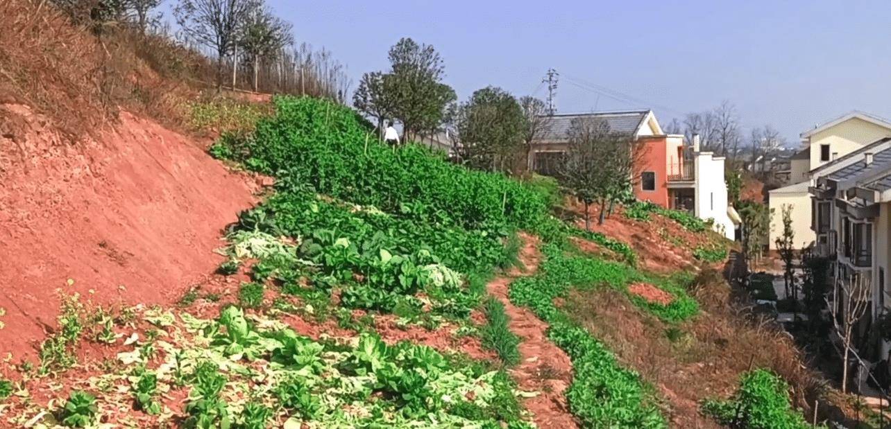 原创重庆新农村面貌:家家住别墅,设施完备不输城里