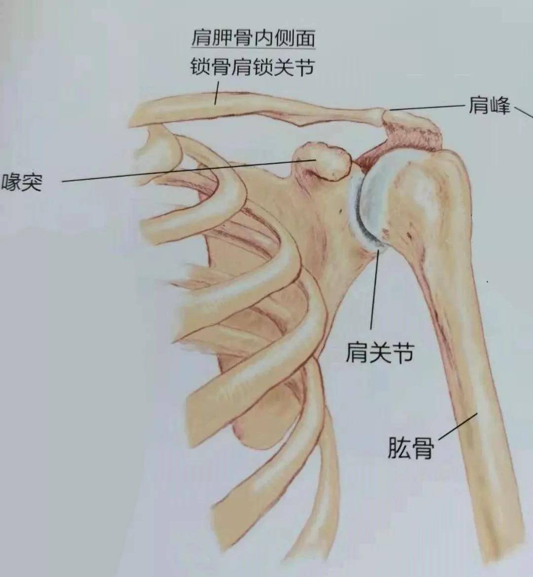 肩痛,活动受限,并非都是肩周炎!3大区别认识肩峰撞击综合征