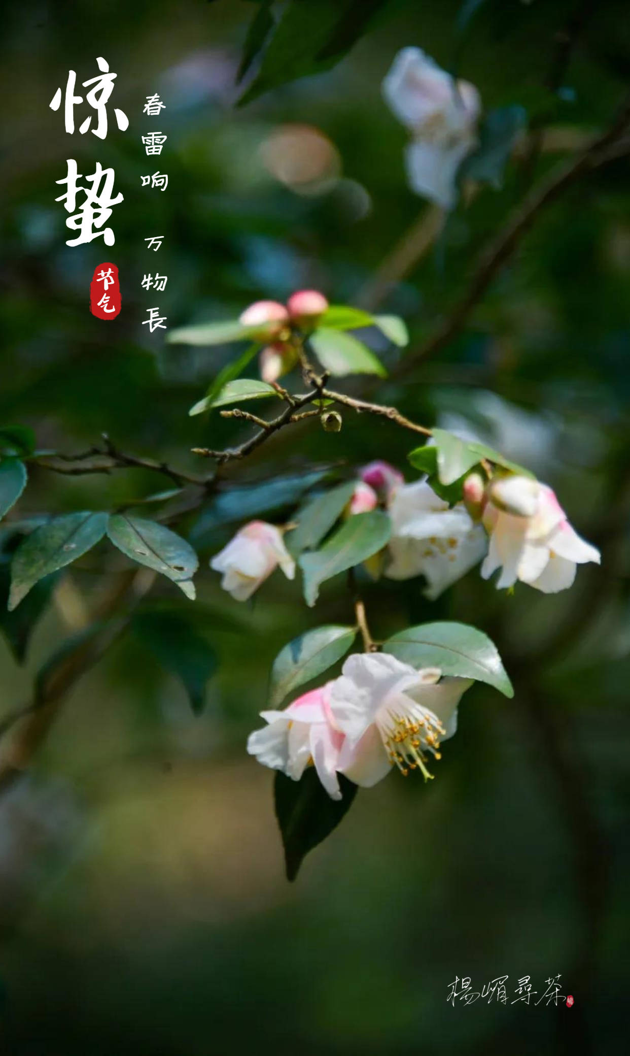 春雷响,万物生,茶脱壳丨杨嵋寻茶_茶树