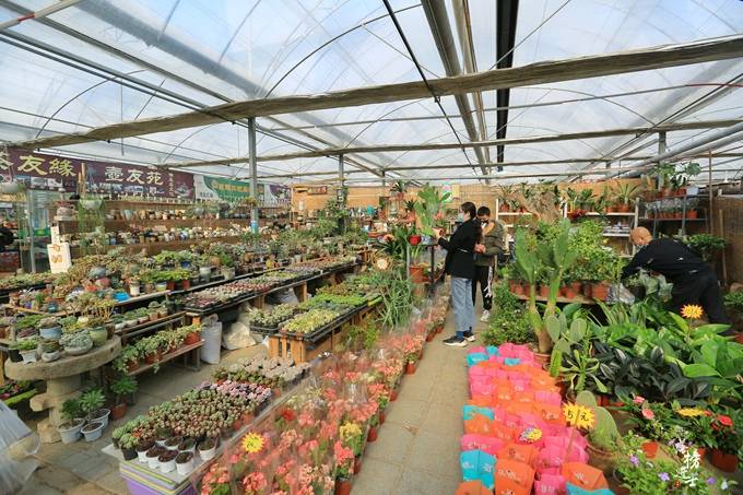 原创石家庄有一处花卉市场,被誉为"小植物园",充满了春天的气息
