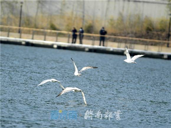 泉城生态美凤凰湖上海鸥飞